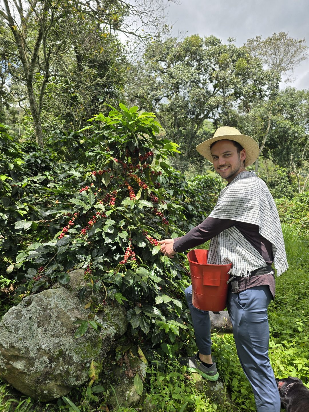 Picking coffee beans from tree