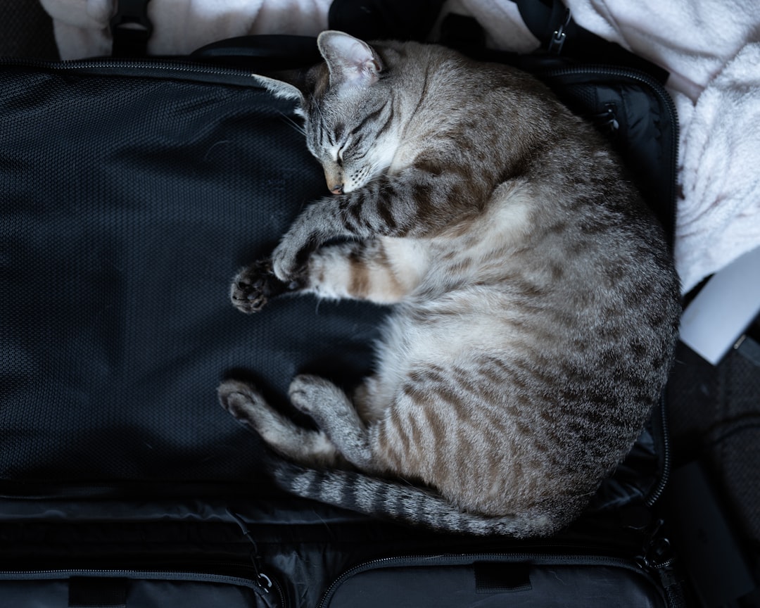 Photo by Bence Balla-Schottner brown tabby cat lying on black soft-side luggage