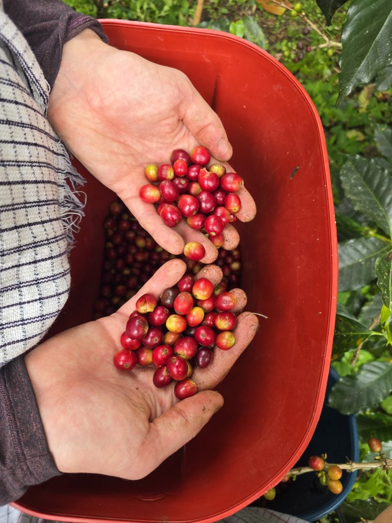 Coffee berries in hand