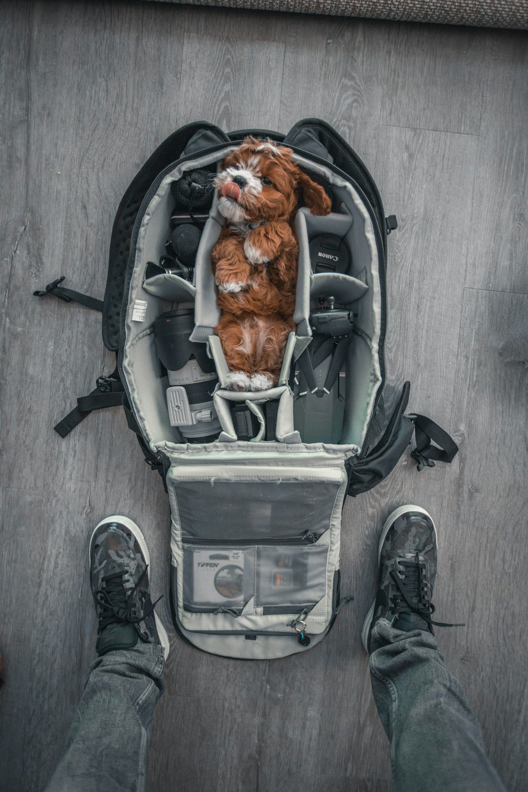 Photo by Roberto Nickson person near brown puppy in gray camera bag with camera kit inside